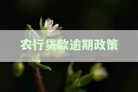 农业银行信用卡与贷款逾期政策详细解读