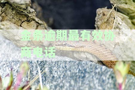 京东金条还款困难？学会协商期还款，解决您的还款问题