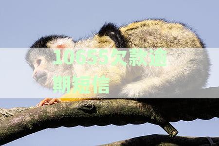 标题：【逾期催收】如何应对1065开头的短信催收？
