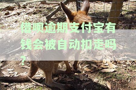 逾期未还借呗，支付宝扣款出现问题怎么办？
