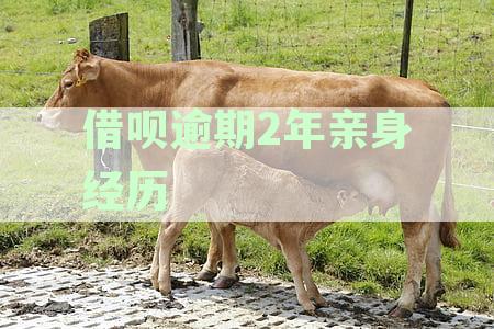 借呗逾期2年亲身经历