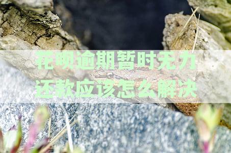 花呗逾期暂时无力还款应该怎么解决