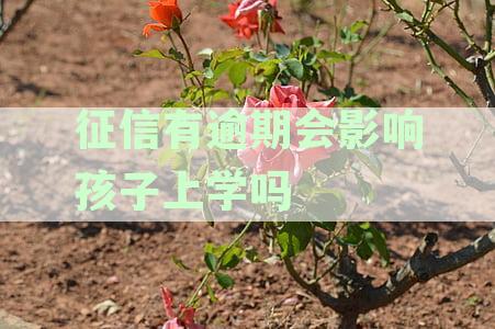 信用卡逾期还款将影响孩子上学？征信不良对子女教育的潜在影响解析
