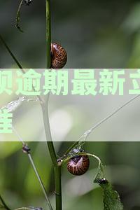 花呗逾期走法律程序会怎么样处理