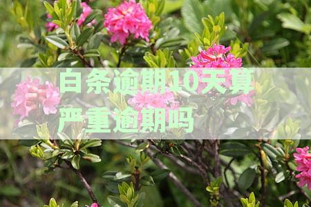 逾期10天：严重程度与征信挂钩，你了解吗？