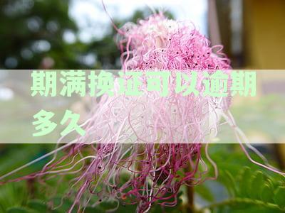 驾照期满换证逾期时间限制全面解读，了解您的最佳操作时机