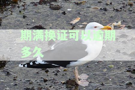 驾照期满换证逾期未办理是否需要额外支付费用？