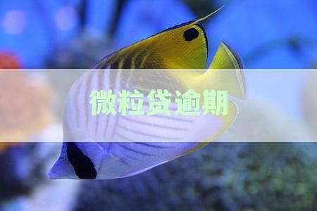 微粒贷逾期爆通讯录：了解原因、影响及如何避免？