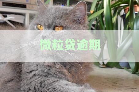 微信零钱逾期还款：微粒贷自动扣款功能详解