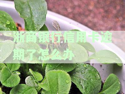 浙商银行信用卡逾期处理攻略：如何避免逾期还款困扰