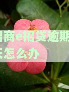 招商e招贷逾期4天怎么办