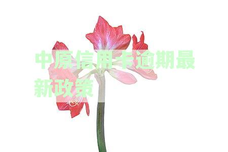 国家出台减免信用卡逾期政策：2023年新政详情及影响