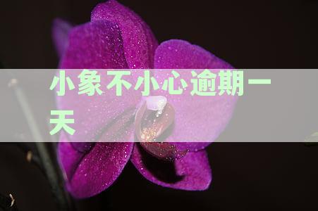 小象借款逾期两天：信用与责任的体现