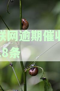 全面解答：互联网逾期催收公约的18条具体内容及相关问题解析
