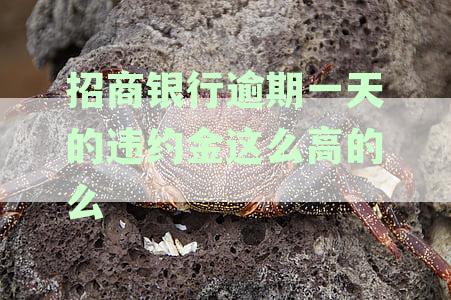 招商银行信用卡逾期一天会产生什么影响？还款相关问题解答