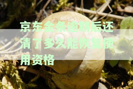 京东金条逾期还款后恢复正常使用时间预测及解冻方法解析