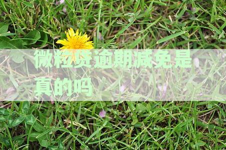 微粒贷逾期减免政策解析：真实性、安全性及适用围全面探讨