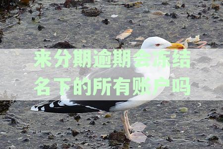 来分期逾期会冻结名下所有账户？安全与否解答及处理建议