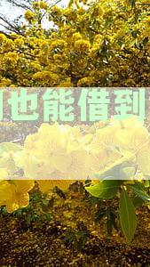 逾期状态哪里可以借钱：天美贷等平台推荐