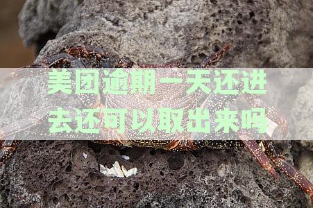 美团逾期一天还款后仍可提取资金？具体情况如何处理？