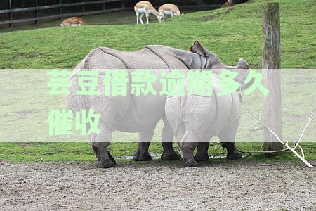 芸豆借款逾期多久催收