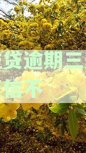 微粒贷逾期3天会产生哪些影响？如何避免逾期还款的后果？