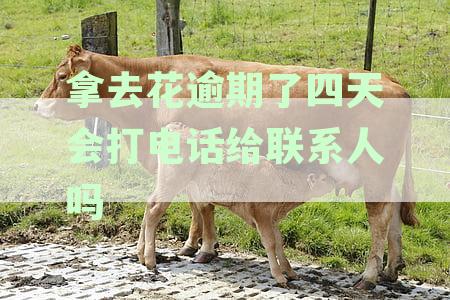 花呗逾期还款4天，是否会自动联系联系人？安全吗？如何避免逾期影响信用？