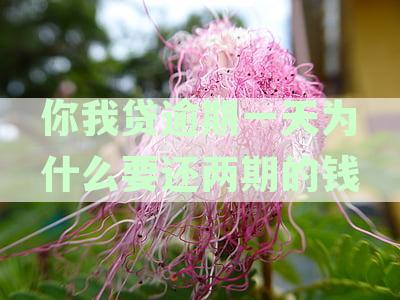 新你我贷逾期两天还款计划产生疑问，利息计算方式成点
