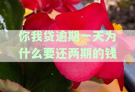 你我贷逾期一天为什么要还两期的钱