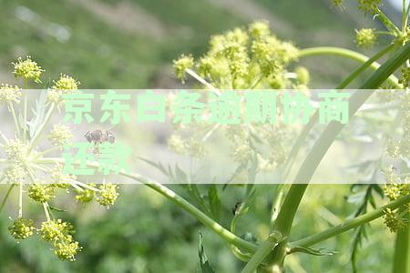 京东白条逾期协商还款