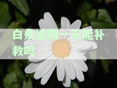 逾期一天：如何及时补救与解决？