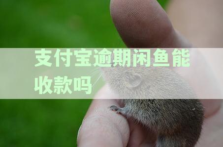 支付宝逾期后，闲鱼收款的安全性及操作流程全面解析，解答您的所有疑问