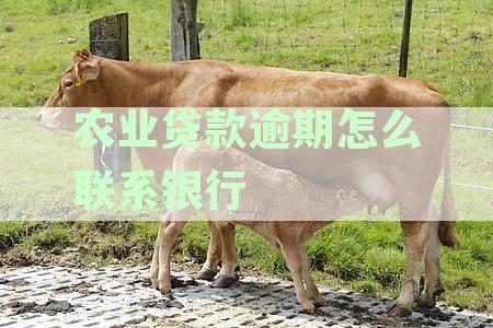 农业贷款逾期如何与银行客服沟通？了解详细处理步骤和注意事