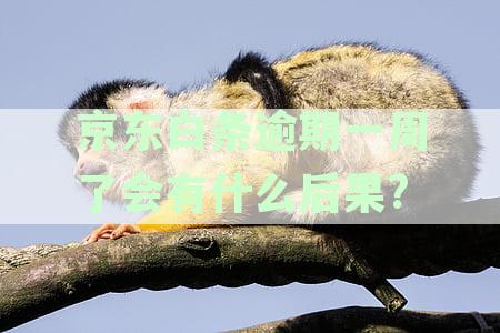 逾期一周可能带来的后果及解决方法全面解析，用户必看贴吧讨论