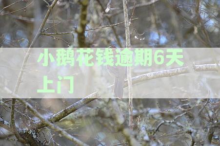'小鹅花钱逾期八天：还款策略与全款处理'
