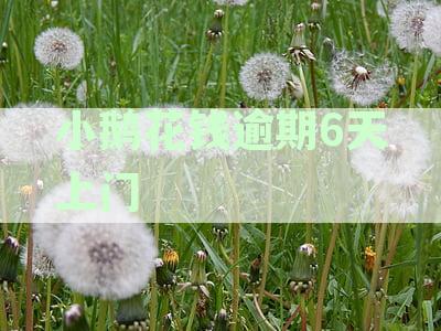 小鹅花钱逾期多久会上门催收：逾期处理流程与时间节点解析