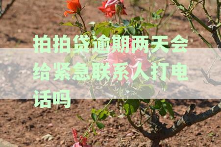 拍拍贷逾期两天会不会联系紧急联系人？逾期后有哪些可能的后果和解决办法？