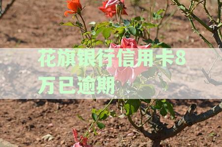 花旗银行信用卡8万逾期，如何处理？逾期还款后果及解决办法全面解析