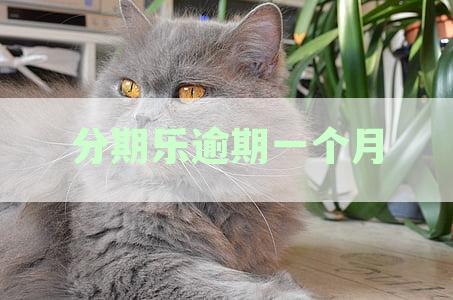 分期乐逾期一个月实在没钱还怎么办，会不会被起诉，会上征信吗？