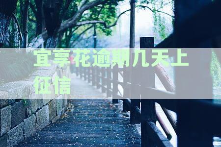 宜享花已经逾期数月，用户该如何处理？逾期后的影响与解决办法一览