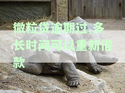 微粒贷逾期过,多长时间可以重新借款