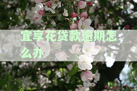 宜享花逾期还款后果及解决办法全面解析