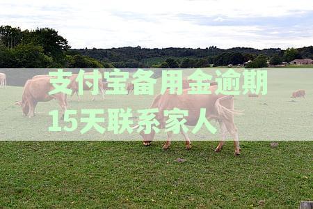一年未还款的支付宝备用金，家人电话催收引发的困扰：如何避免支付风险？