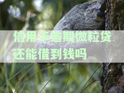微粒贷款逾期会影响信用卡降额度吗？