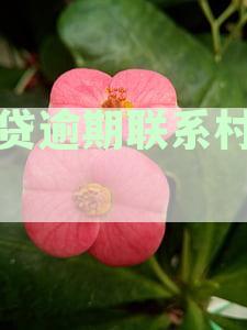 如何应对村委会联系网贷逾期还款？这里有全面解决方案！