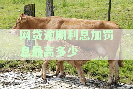 网贷逾期加利息违法吗？如何处理？举报方式及最高罚息是多少？