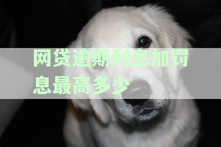 网贷利息加罚息不能超过多少-网贷利息加罚息不能超过多少钱