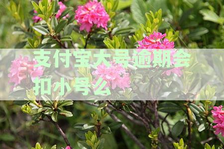 支付宝逾期还款可能影响小号账户安全吗？