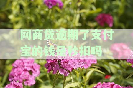 网商贷逾期后，支付宝款扣除方式及安全性如何？用户常见问题解答