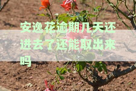 安逸花借款逾期三天还款后，能否几天内取出来？进去的资金还能顺利取出吗？